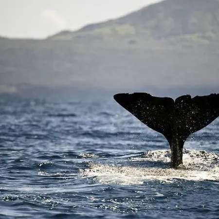 Appartamento Pilar Mar - Rural In The Countryside Of Sao Miguel